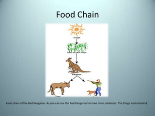 Food ChainFood chain of the Red Kangaroo. As you can see the Red Kangaroo has two main predators: The Dingo and mankind.