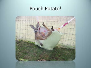 Pouch Potato!