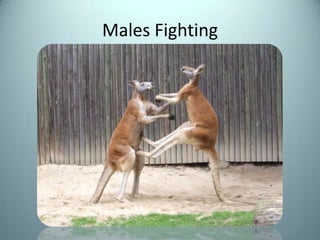 Males Fighting