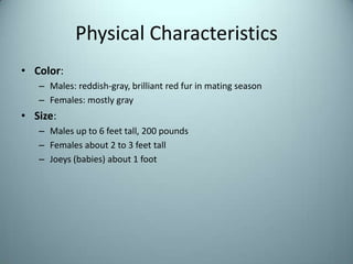 Physical CharacteristicsColor:Males: reddish-gray, brilliant red fur in mating season Females: mostly graySize:Males up to 6 feet tall, 200 poundsFemales about 2 to 3 feet tallJoeys (babies) about 1 foot