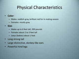 Physical CharacteristicsColor:Males: reddish-gray, brilliant red fur in mating season Females: mostly graySize:Males up to 6 feet tall, 200 poundsFemales about 2 to 3 feet tallJoeys (babies) about 1 footLong strong tail Large distinctive, donkey-like earsPowerful hind legs 