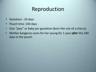 ReproductionGestation : 33 days Pouch time: 240 daysOne “joey” or baby per gestation (born the size of a cherry)Mother kangaroo cares for her young for 1 year after the 240 days in the pouch