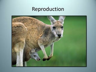Reproduction