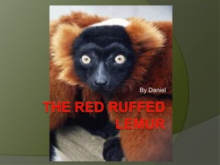 The red Ruffed lemur By Daniel  