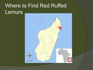 Where to Find Red Ruffed Lemurs