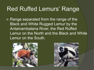 Red Ruffed Lemurs’ RangeRange separated from the range of the Black and White Rugged Lemur by the Antainambalana River, the Red Ruffed Lemur on the North and the Black and White Lemur on the South.
