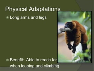 Physical AdaptationsLong arms and legsBenefit:  Able to reach far 	when leaping and climbing
