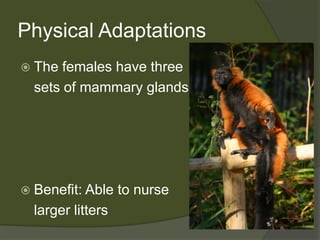 Physical AdaptationsThe females have three 	sets of mammary glandsBenefit: Able to nurse 	larger litters 