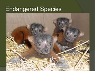 Endangered SpeciesOnly 1,000 to 10,000 remain in the wildOne of the most endangered species of lemur:Small geographic rangeHabitat destructionHunting and live capture for petsWhile doing my research I came across a site that was titled, “Red Ruffed Lemurs for Sale!” The Masaola National Park, established in 1997 offers hope for the continued survival of Red Ruffed Lemurs in Madagascar