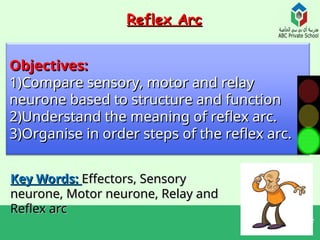Understanding the Reflex Arc: Neurones, Stimuli, and Responses ...