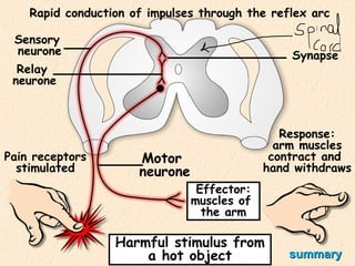 Understanding the Reflex Arc: Neurones, Stimuli, and Responses ...