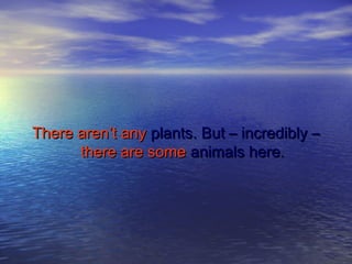 There aren’t anyThere aren’t any plants. But – incredibly –plants. But – incredibly –
there are somethere are some animals here.animals here.
 