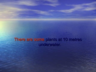 There are someThere are some plants at 10 metresplants at 10 metres
underwater.underwater.
 