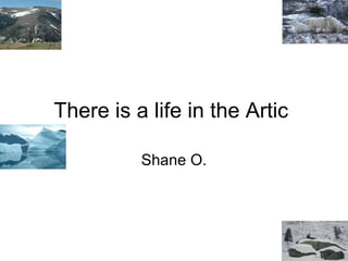 There is a life in the Artic  Shane O. 