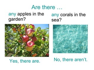 Are there … any  apples in the garden?  any  corals in the sea?  Yes, there are. No, there aren’t. 
