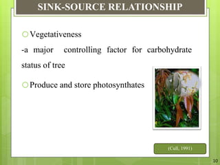 Mango Reproductive System The Relation Between Vegetative And Reproductive Physiology Of Mango | PPTX