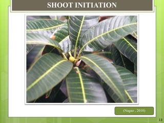 Mango Reproductive System The Relation Between Vegetative And Reproductive Physiology Of Mango | PPTX
