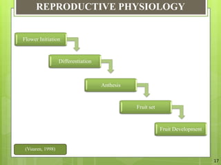 Mango Reproductive System The Relation Between Vegetative And Reproductive Physiology Of Mango | PPTX