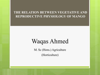 Mango Reproductive System The Relation Between Vegetative And Reproductive Physiology Of Mango | PPTX