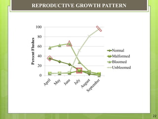 Mango Reproductive System The Relation Between Vegetative And Reproductive Physiology Of Mango | PPTX