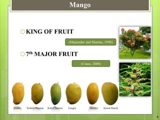 Mango Reproductive System The Relation Between Vegetative And Reproductive Physiology Of Mango | PPTX