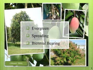 Mango Reproductive System The Relation Between Vegetative And Reproductive Physiology Of Mango | PPTX