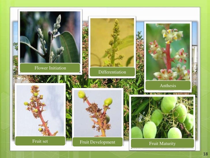 The Relation Between Vegetative And Reproductive Physiology Of Mango