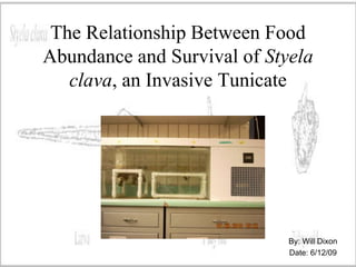 The Relationship Between Food Abundance and Survival of Styelaclava, an Invasive Tunicate By: Will Dixon Date: 6/12/09 
