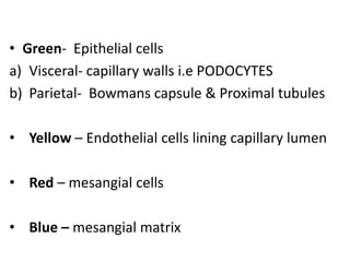 • Green- Epithelial cells
a) Visceral- capillary walls i.e PODOCYTES
b) Parietal- Bowmans capsule & Proximal tubules
• Yellow – Endothelial cells lining capillary lumen
• Red – mesangial cells
• Blue – mesangial matrix
 