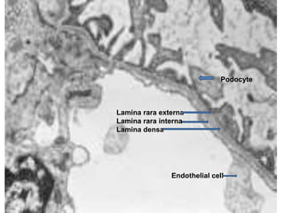 Lamina rara externa
Lamina rara interna
Lamina densa
Endothelial cell
Podocyte
 