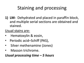 Staining and processing
1) LM- Dehydrated and placed in paraffin block,
and multiple serial sections are obtained and
stained.
Usual stains are-
• Hematoxylin & eosin,
• Periodic acid–Schiff (PAS),
• Silver methenamine (Jones)
• Masson trichrome.
Usual processing time – 5 hours
 