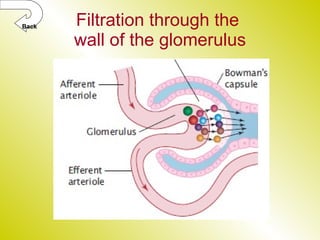 Filtration through the  wall of the glomerulus Back 