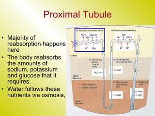 Proximal Tubule Majority of reabsorption happens here The body reabsorbs the amounts of sodium, potassium and glucose that it requires. Water follows these nutrients via osmosis, 