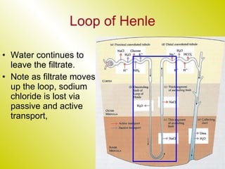 Loop of Henle Water continues to leave the filtrate. Note as filtrate moves up the loop, sodium chloride is lost via passive and active transport, 