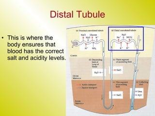 Distal Tubule This is where the body ensures that blood has the correct salt and acidity levels. 