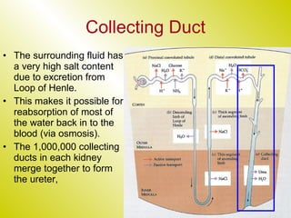 Collecting Duct The surrounding fluid has a very high salt content due to excretion from Loop of Henle. This makes it possible for reabsorption of most of the water back in to the blood (via osmosis). The 1,000,000 collecting ducts in each kidney merge together to form the ureter, 