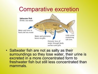 Comparative excretion Saltwater fish are not as salty as their surroundings so they lose water, their urine is excreted in a more concentrated form to freshwater fish but still less concentrated than mammals. 