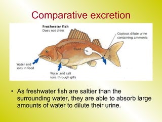 Comparative excretion As freshwater fish are saltier than the surrounding water, they are able to absorb large amounts of water to dilute their urine. 