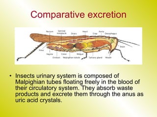 Comparative excretion Insects urinary system is composed of Malpighian tubes floating freely in the blood of their circulatory system. They absorb waste products and excrete them through the anus as uric acid crystals. 