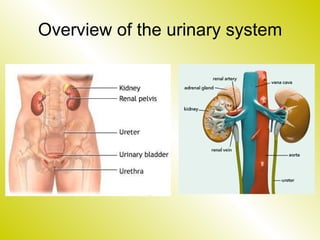 Overview of the urinary system 