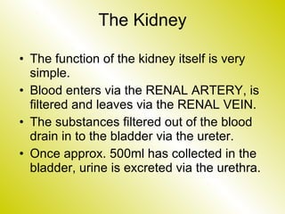 The Kidney The function of the kidney itself is very simple. Blood enters via the RENAL ARTERY, is filtered and leaves via the RENAL VEIN. The substances filtered out of the blood drain in to the bladder via the ureter. Once approx. 500ml has collected in the bladder, urine is excreted via the urethra. 
