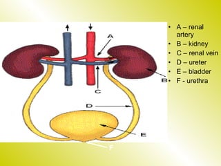 A – renal artery B – kidney C – renal vein D – ureter E – bladder F - urethra F 