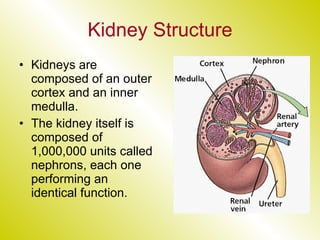 Kidney Structure Kidneys are composed of an outer cortex and an inner medulla. The kidney itself is composed of 1,000,000 units called nephrons, each one performing an identical function. 