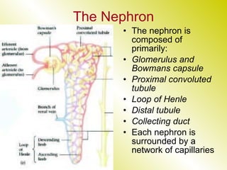 The Nephron The nephron is composed of primarily: Glomerulus and Bowmans capsule Proximal convoluted tubule Loop of Henle Distal tubule Collecting duct Each nephron is surrounded by a network of capillaries 