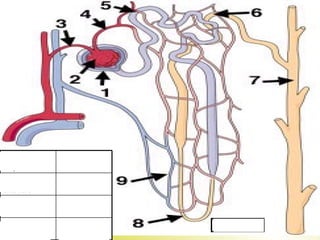 9. Capillaries 8. Loop of Henle 7. Collecting duct 6. Distal tubule 5. Proximal tubule 4. Efferent arteriole 3. Afferent arteriole 2. Glomerulus 1. Bowmans Capsule 