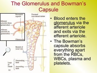 The Glomerulus and Bowman’s Capsule Blood enters the  glomerulus  via the afferent arteriole and exits via the efferent arteriole. The Bowman’s capsule absorbs everything apart from the RBCs, WBCs, plasma and platelets. 