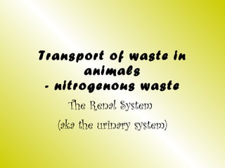 Transport of waste in animals - nitrogenous waste The Renal System  (aka the urinary system) 