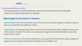 THE RENAL SYSTEM.pptx the urinary system | PPTX