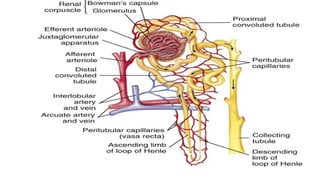 Comprehensive Overview of the Renal (Urinary) System Anatomy and ...