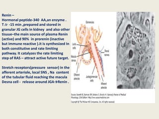 Renin –
Hormonal peptide-340 AA,an enzyme .
T½ -15 min ,prepared and stored in
granular JG cells in kidney and also other
tisuue–the main source of plasma Renin
(active) and 90% in prorenin (inactive
but immune reactive ).it is synthesized In
both constitutive and rate limiting
pathway. It catalyzes the rate limiting
step of RAS – attract active future target.

Stretch receptors(pressure sensor) in the
afferent arteriole, local SNS , Na content
of the tubular fluid reaching the macula
Desna cell - release around JGA→Renin .
 